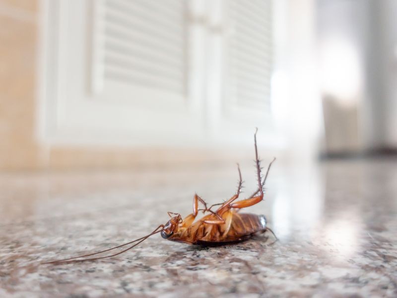 Dedetização e Controle de Baratas: Como a BioControl Dedetizadora Pode Ajudar